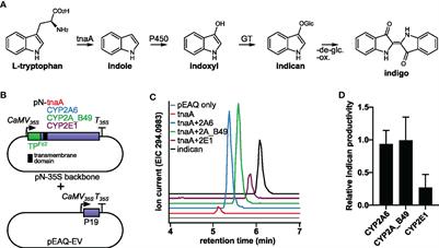 Exploiting photosynthesis-driven P450 activity to produce indican in tobacco chloroplasts